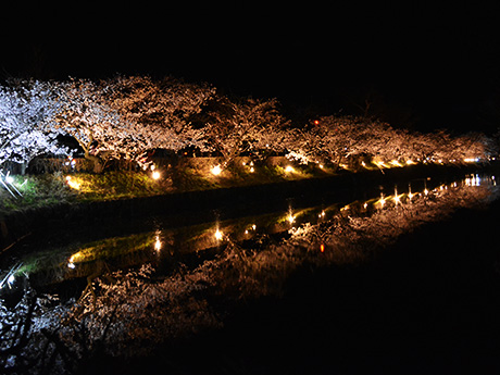 国宝松本城「夜桜会」