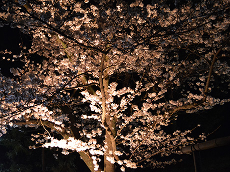 国宝松本城「夜桜会」