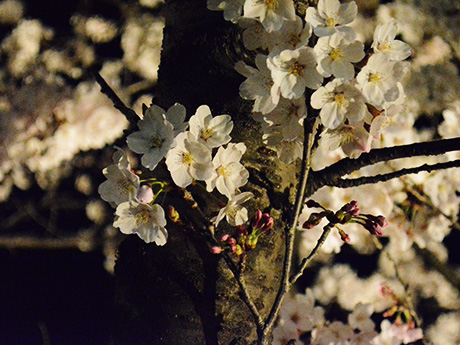 国宝松本城「夜桜会」